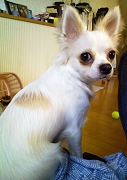 島ぞうり,島草履,島サバ,オーダーメイド,愛犬